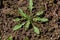 A close up of the blooming medicinal and weed herb shepherd's purse. Capsella bursa-pastoris