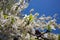 Close up Blooming mirabelle plum tree