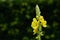 Close-up of a blooming mullein against a green background after the rain