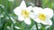 Close-up of blooming Narcissus poeticus in the garden 4K UltraHD footage