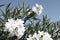 Close-up of blooming oleander bush with white blossoms, green leaves against blue summer sky in sunlight. Mediterranean