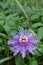 Close-up of a blooming passionflower, vivid violet in its natural color, growing in between green leaves - the Passiflora incarnat