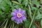 Close-up of a blooming passionflower, vivid violet in its natural color, growing in between green leaves - the Passiflora incarnat