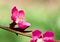 Close up of blooming peach flower