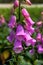 Close-up of a blooming pink bellflower flower, Campanula medium L.