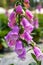 Close-up of a blooming pink bellflower flower, Campanula medium L.