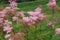 Close up of blooming pink Filipendula rubra, Queen of the Prairie, flowers