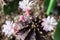 Close-up of blooming pink flower of Gymnocalycium cactus