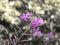 Close up of the blooming pink flowers of the willowherb growing wild in late summer against a blurred woodland green background