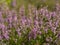 Close up blooming pink heath briar in sun light with blurry back