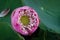 Close up Blooming Pink Lotus