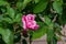 Close up of blooming pink magenta Japanese Camelia flower