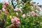 Close up of blooming pink roses flowers in summer garden. Woman gardener grows English James Galway rose