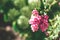 Close up of blooming pink Symphoricarpos plant in garden, known as snowberry