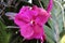 Close Up of  Blooming Pink Vanda Orchid