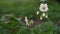 Close-up of blooming potato flowers. White blooming potato flower. Flowering potato field in spring..Copy space