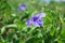 Close up blooming purple flowers of Minnieroot