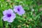 Close up blooming purple flowers of Minnieroot