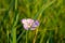 Close-up of blooming purple Oxalis oregana flower