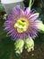 Close up of Blooming Purple Passionflower