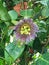 Close up of Blooming Purple Passionflower Vines