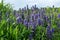 Close up of blooming purple salvia blue sage flower