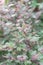 Close-up blooming purple Vietnamese Shiso Perilla frustescens Beefsteak Plant on plant branch