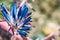 Close up of blooming Puya coerulea plant, native to Chile