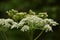 Close Up Blooming Queen Anne`s Lace flowers