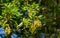 Close-up of blooming Quercus ilex, the evergreen oak, holly or holm oak in city park Krasnodar. Public landscape `Galitsky park`