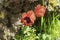 Close-up blooming red anemones among green grass