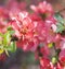 Close up blooming red Chaenomeles flower, flowering Japanese quince, selective focus, floral natural background frame