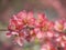 Close up blooming red Chaenomeles flower, flowering Japanese quince, selective focus, floral natural background frame