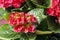 Close-up of a blooming red Hydrangea plant