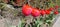 Close-up of blooming red tulips. Tulips flowers with many red petals. Tulips start to bloom. Tulips were planted.