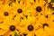 Close up of blooming rudbeckia