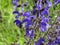 Close-up of blooming Salvia pratensis on sunny day