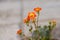 Close up of blooming scarlet avens Geum coccineum