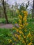 Close up of Blooming Scotch Broom 7