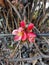 Close-up blooming springtime Chaenomeles japonica  flowers