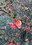 Close-up blooming springtime Chaenomeles japonica  flowers