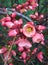 Close-up blooming springtime Chaenomeles japonica flowers