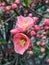 Close-up blooming springtime Chaenomeles japonica flowers