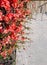 Close-up blooming springtime Chaenomeles japonica flowers