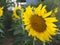 Close up blooming sunflower, bright yellow sunflower