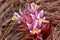 Close-up  blooming Suthep Siamese flowers or krachiao suthep in Doi Suthep-Pui National Park, Thailand
