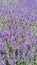 Close Up Blooming Sweet Lavender