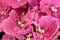 Close-up of blooming terry violet red.