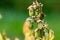 Close up of the blooming Vaccinium corymbosum, the northern highbush blueberry, blue huckleberry, tall huckleberry, swamp