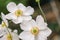 Close up of blooming white Anemone flowers